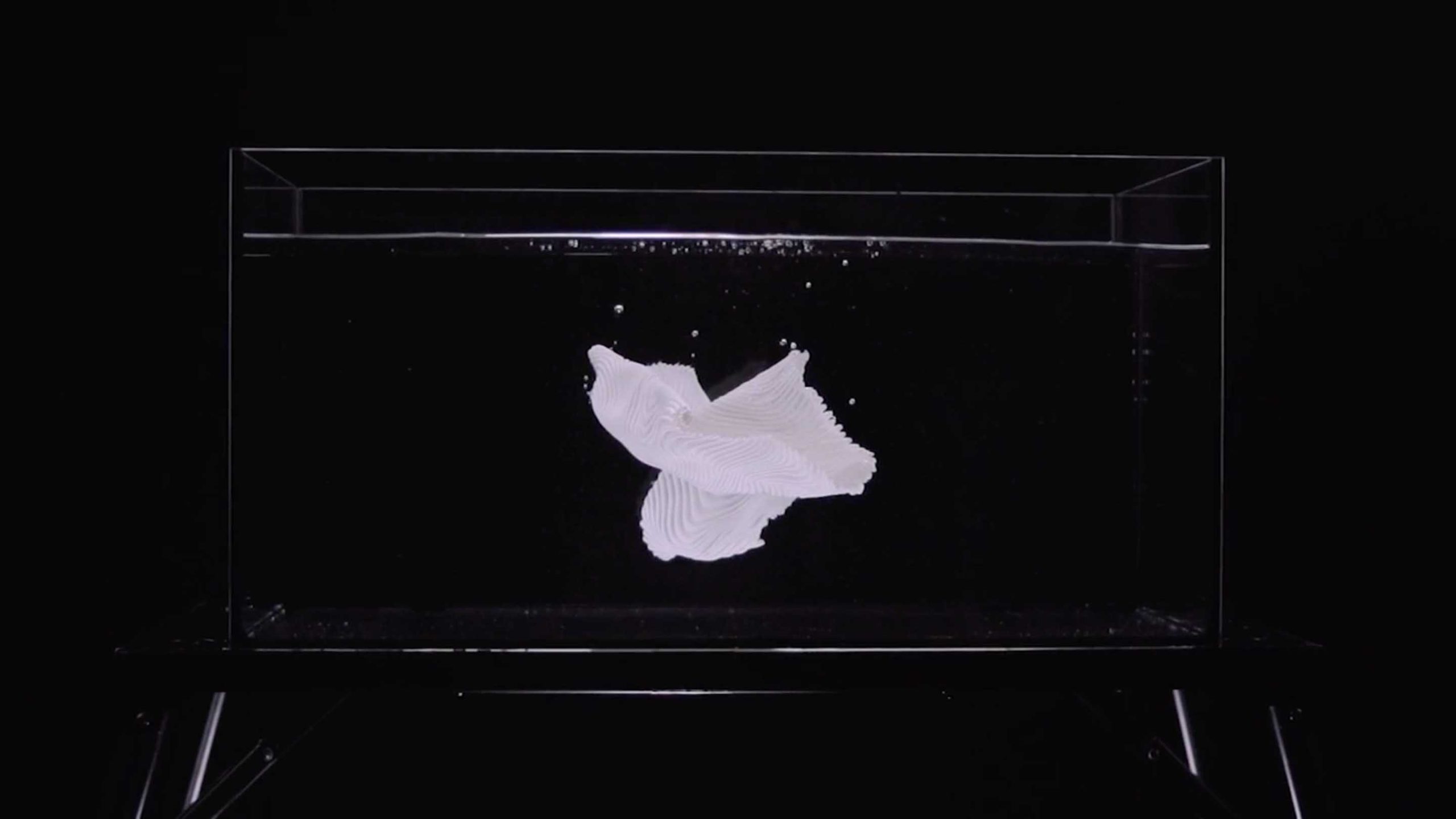 Artez-fashion-finals-3