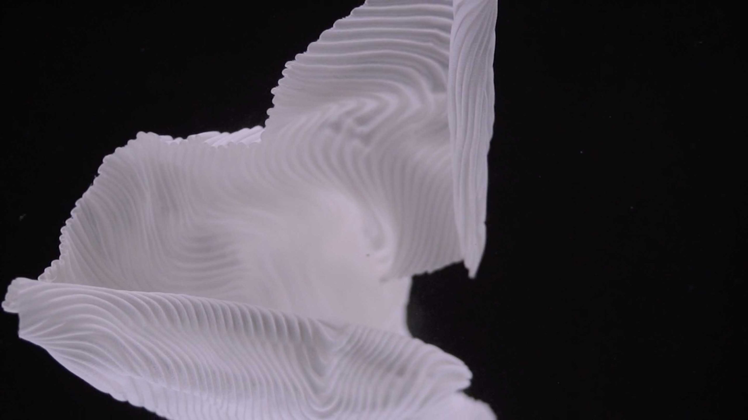 Artez-fashion-finals-4